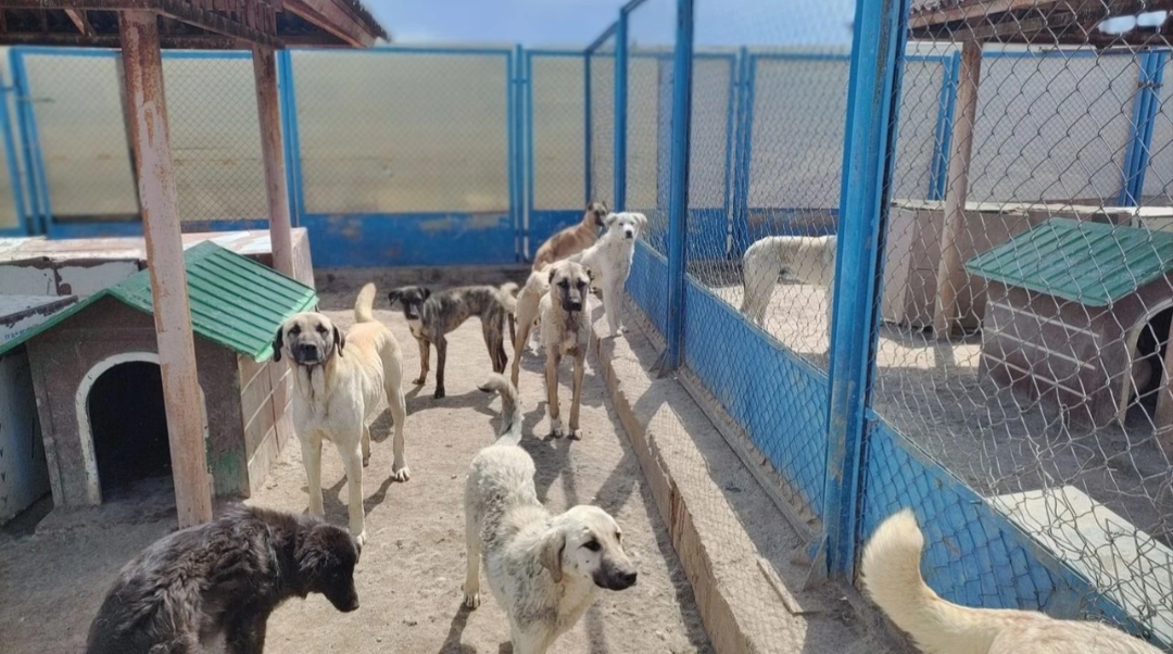 İletişim Başkanlığı’ndan dikkat çeken kamuoyu araştırması Halk sokak köpeklerini istemiyor