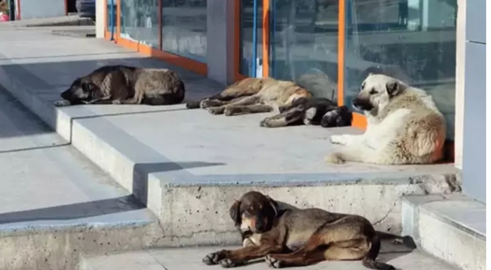 Köpektapar olmuşlar hayvansever değil Canlı yayında sert sözler