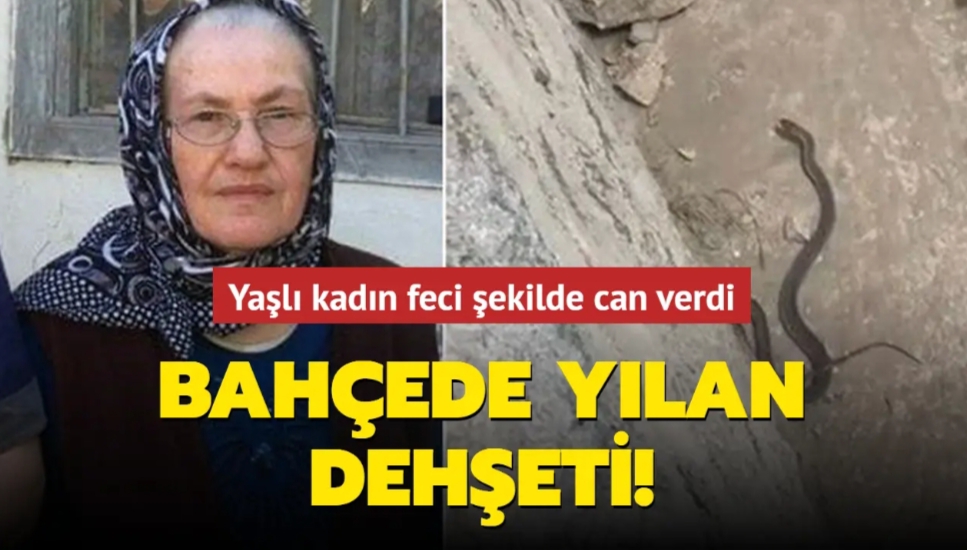 Bahçede yılan dehşeti Yaşlı kadın feci şekilde can verdi