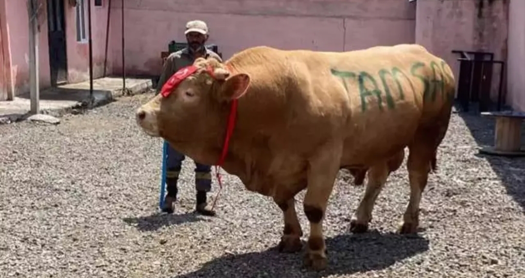 1 ton 150 kiloluk ‘Şahmurat’ 300 bin liraya satıldı