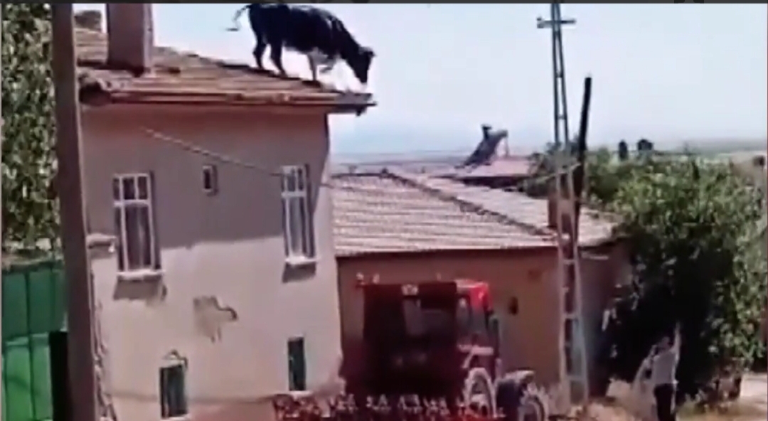 Konya'nın Kadınhanı ilçesinde sahiplerinin