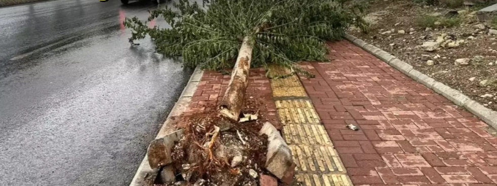 Şanlıurfa’da fırtına ve yağmur: Ağaçlar devrildi, yollar göle döndü