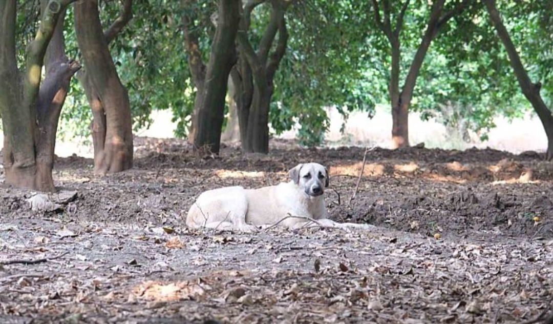 Köpeklerin çocuğu yaraladığı bahçede başıboş köpekler hala duruyor