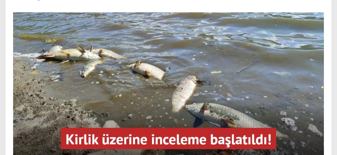 İzmir’de balıklar ölüyor Kirlilik üzerine inceleme başlatıldı!