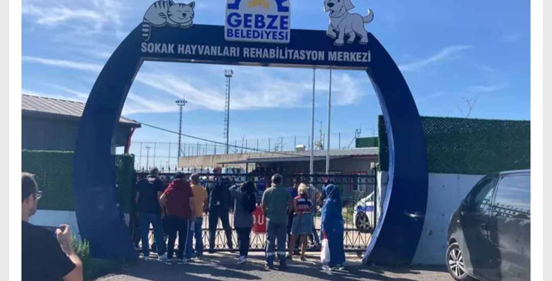 Gebze'de bastıkları barınaktan hayvanları