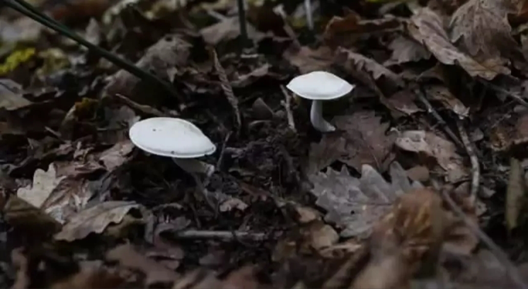 Kastamonu'nun İnebolu ilçesinde mantardan