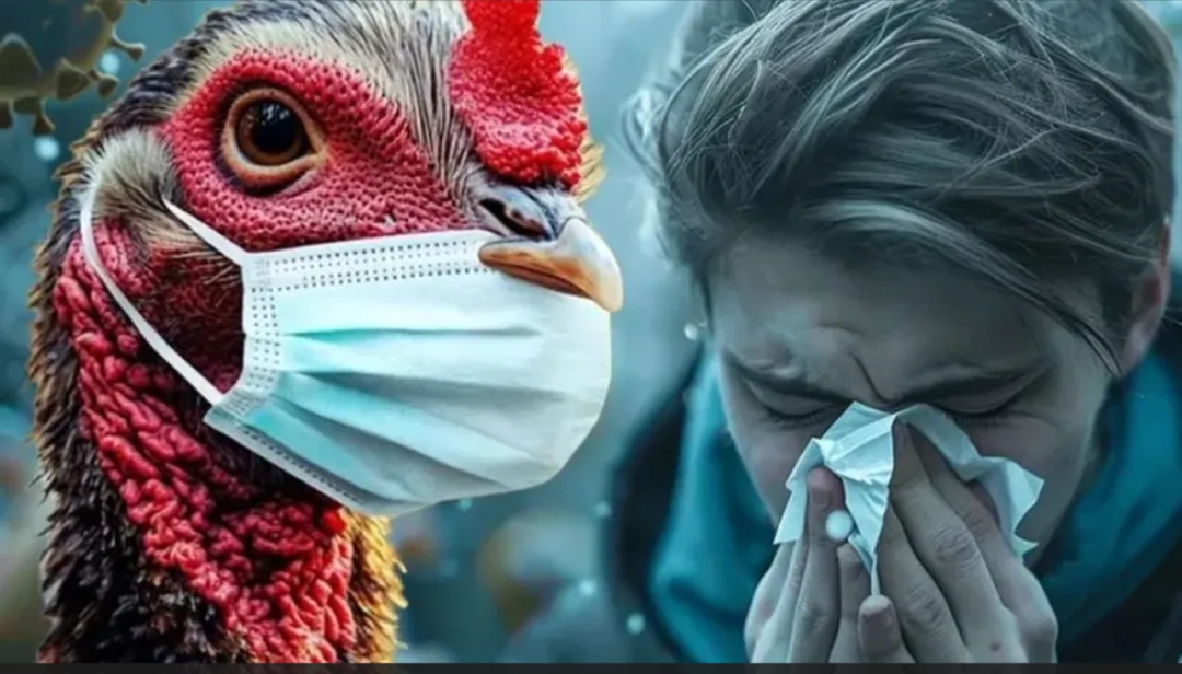 ABD'nin Louisiana eyaletinde, H5N1 kuş gribi virüsü nedeniyle 65 yaş